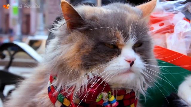 Sounds Of Calling Cats, Cats Meowing - Learn About Cute Cats And Kittens