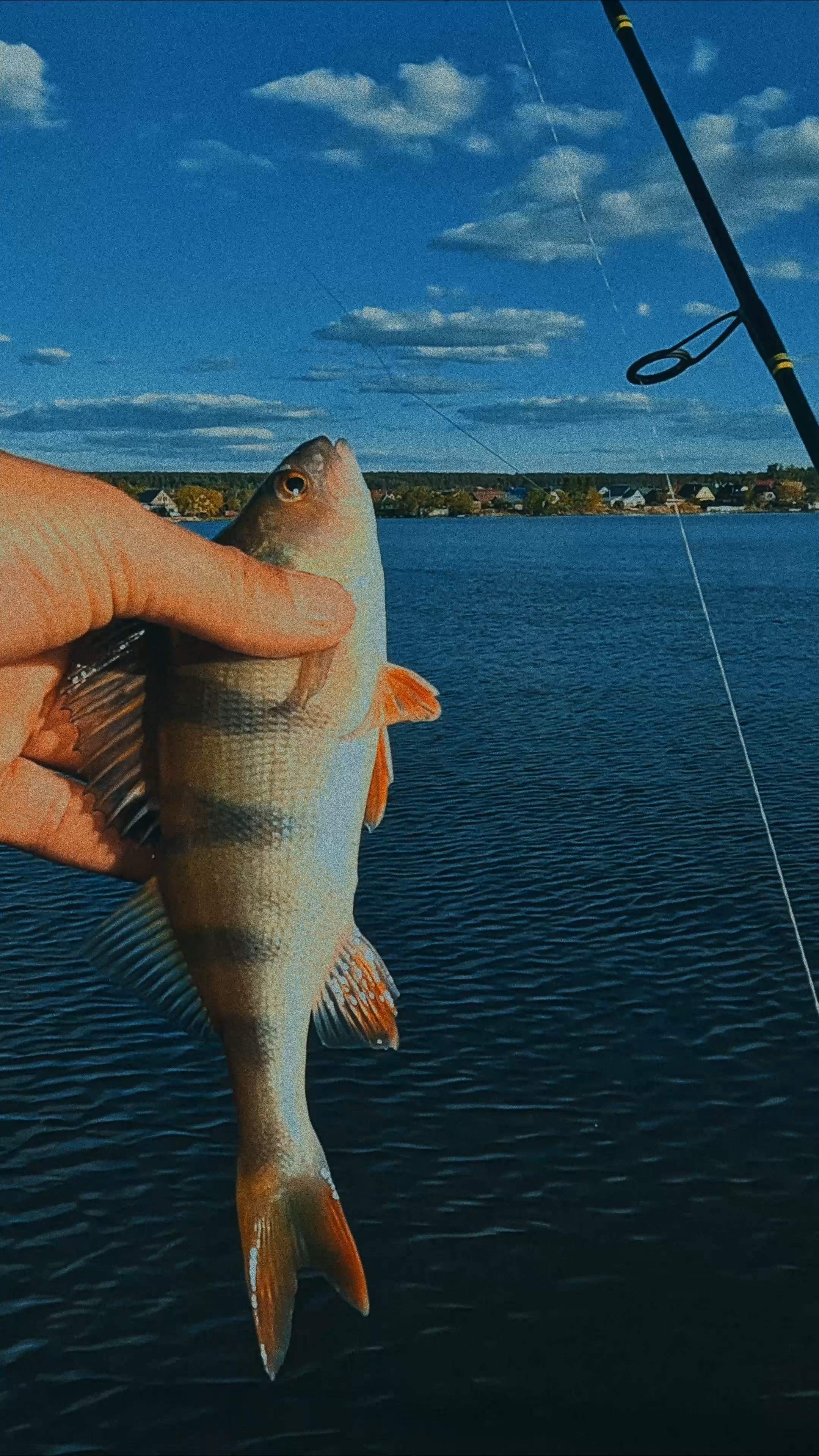 Ловля #полосатого на #отводной #рыбалка #спиннинг #окунь смотреть онлайн