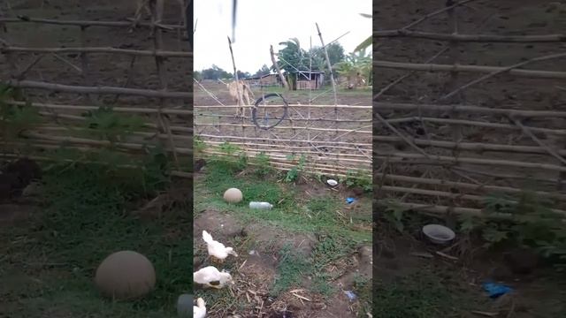 It rained a lot last night so I put them on the other side(day 8 sa #pagaalagangsisiw ) смотреть онлайн
