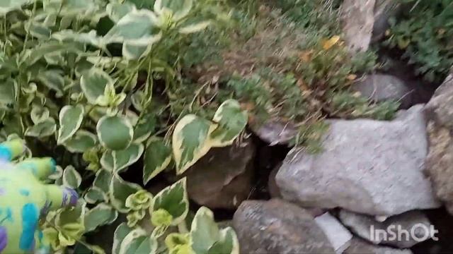 Как сделать каменистую(альпийскую) горку своими руками ??- по вашим просьбам? смотреть онлайн