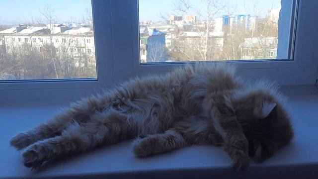 #Сонечка #милота #смешноевидео #иркутск #милоевидео #рыжая #ого #вот смотреть онлайн