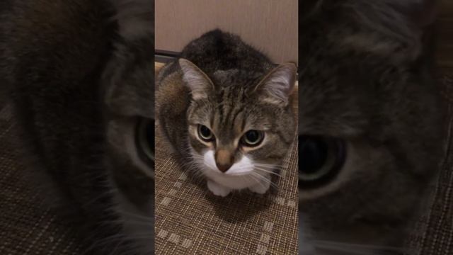 Как подружиться с кошкой смотреть онлайн