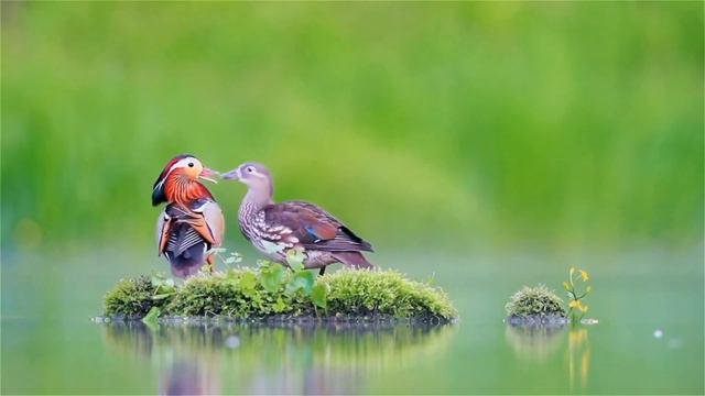 Пташина казка. Карел Чапек. #Аудіоказка смотреть онлайн