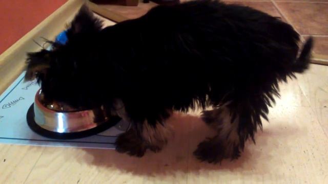 Жизнь Микки 1.08.2018 Микки ест суп