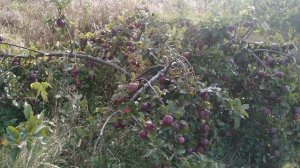 Яблоня Сорт ГЛОСТЕР.  Мой Отзыв