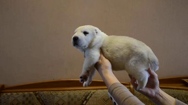 Палевый кобель , 20 дней ( Кураж - Али АлаДжа Мишель ) смотреть онлайн