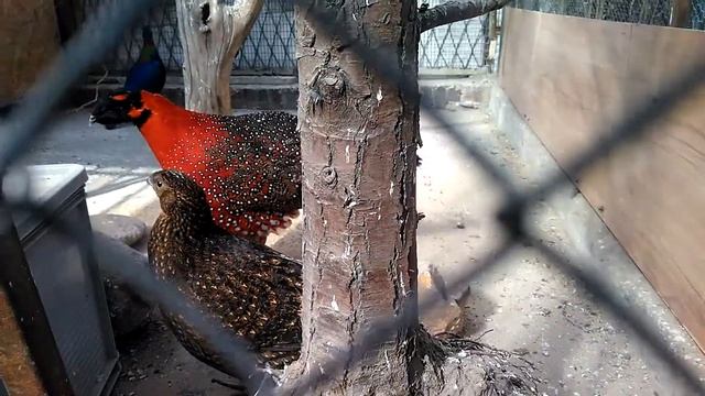 Satyr tragopan смотреть онлайн