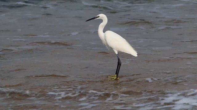 белая цапля на берегу Средиземного моря