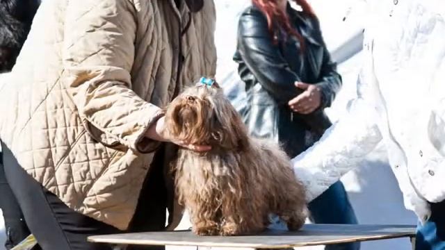 28 04 13 Avesta Выставка собак Питерский бомонд 2013. Ринг русских цветных болонок. смотреть онлайн