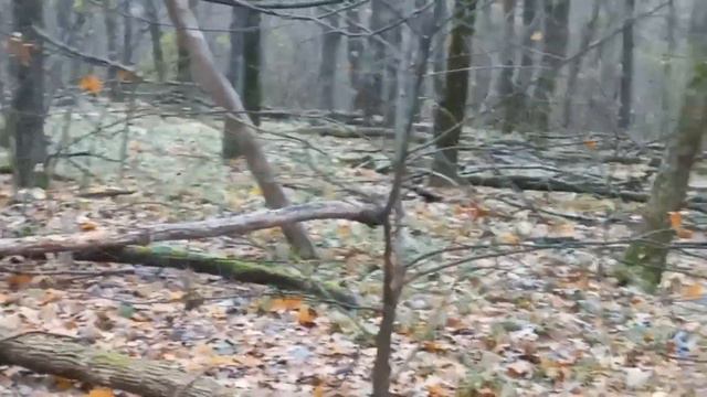 Нагонка. Русские гончие Валдай и Леший работа по лисе 4 ноября 2022 г. смотреть онлайн