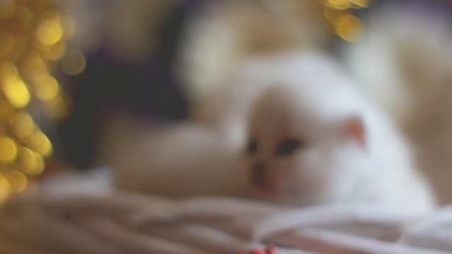 Snowflakes opened eyes! смотреть онлайн