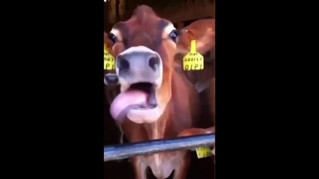 ПРИКОЛЫ С ЖИВОТНЫМИ 2.mp4 смотреть онлайн