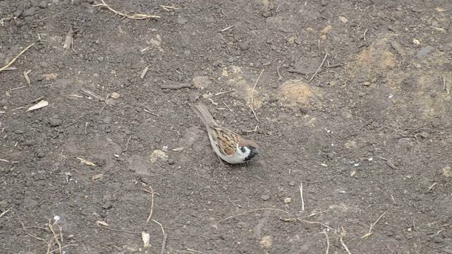 Полевой воробей Passer montanus смотреть онлайн