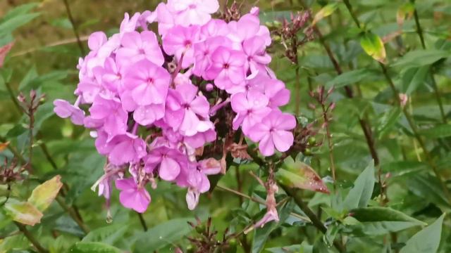 Huawei Mate 40 Pro телекамера 3 сентября 2021 Флоксы смотреть онлайн