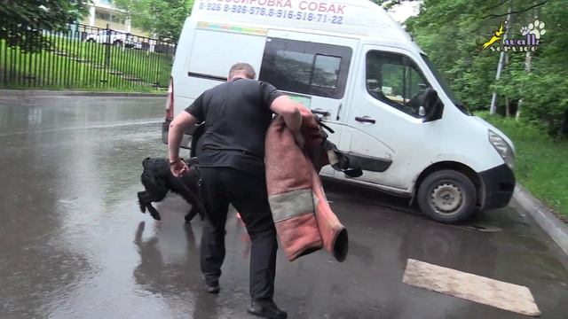 Старые венгерские штаны, ризеншнауцер Гектор и доберман Тильда смотреть онлайн