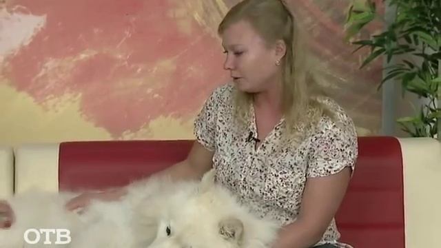 Знакомство с питомцами: самоед — собака для хорошего настроения (08.10.15) смотреть онлайн