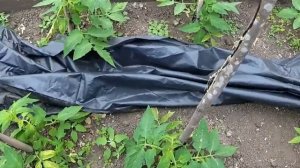 гибрид 2 тарасенко часть 1 2020 год