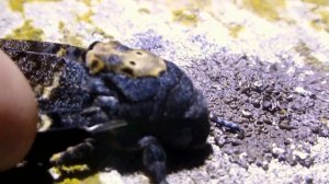 Acherontia atropos _ sound