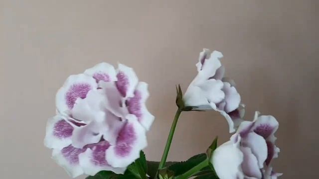 Первое цветение глоксинии АК-Алхимия. Глоксиния из семян смотреть онлайн