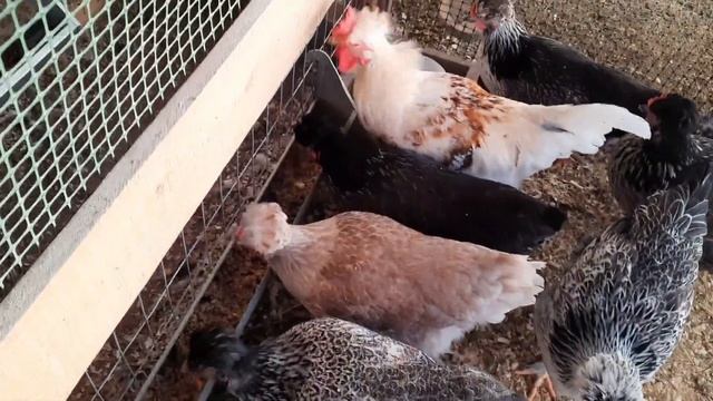 Переселение курочек в теплицу. У хохлатой молодки - первое яйцо!!! смотреть онлайн