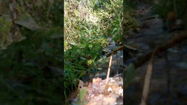 Родник недалеко от села Быково с очень вкусной водой #shorts #источник #родник смотреть онлайн