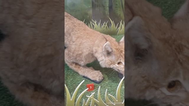 чучела животных 1.mp4