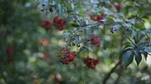 Санаторий «Алтай Вест» Белокуриха