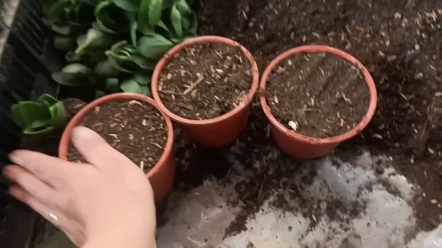 Каланхоэ гулини черинка сезони келди ва кала гулини экиш смотреть онлайн