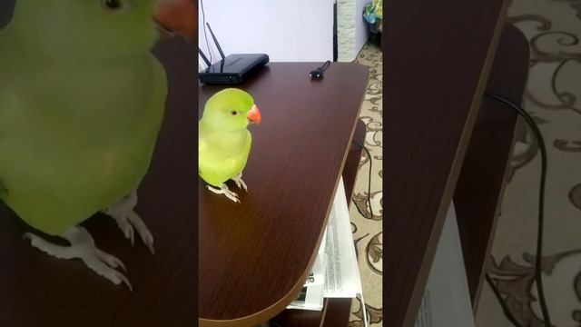 Ожереловый попугай учиться говорить смотреть онлайн