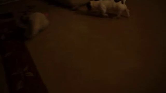 игрища кролика и щенка.AVI смотреть онлайн