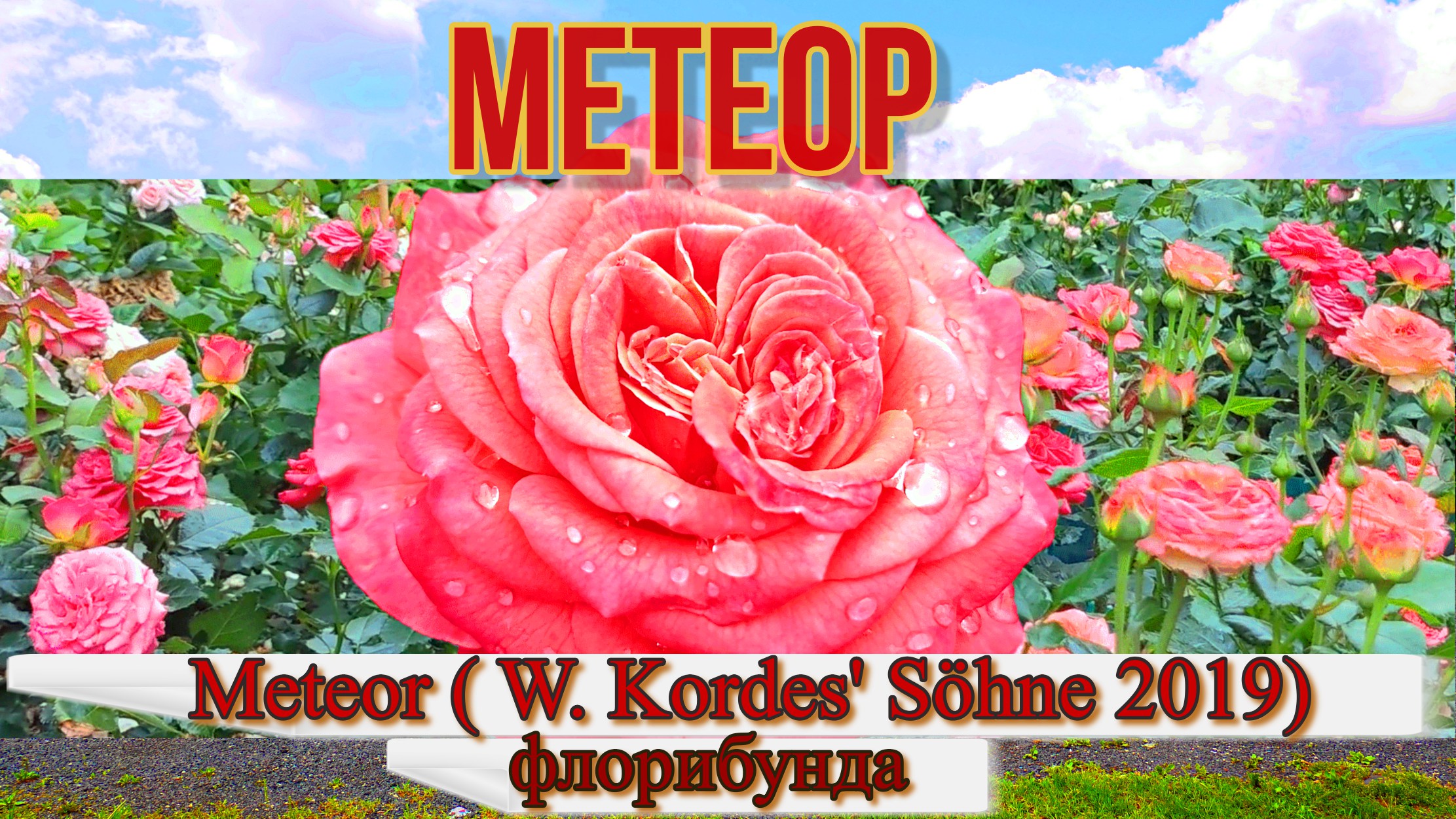 Роза Метеор (Флорибунда) - Meteor ( W_ Kordes' Söhne 2019) смотреть онлайн