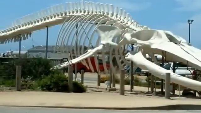 Blue Whale Facts: 23 facts about the Blue Whale смотреть онлайн