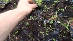 Выращивание кедра дома.  А надо ли?