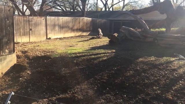 sitatunga смотреть онлайн
