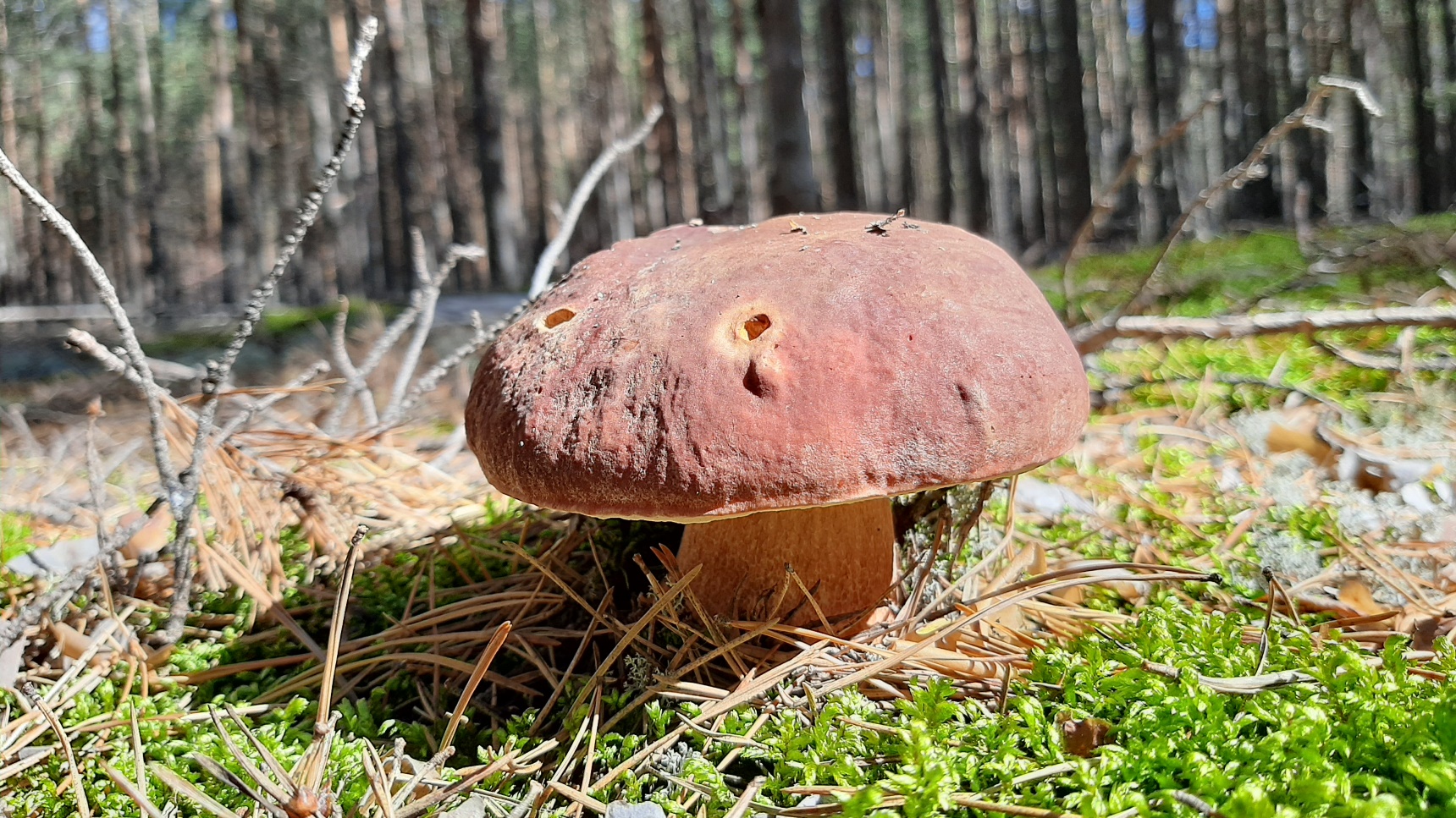 ??? СУМАСШЕДШИЕ ГРИБНИКИ! За Грибами в ЛИВЕНЬ! Июльский сбор грибов 2022 смотреть онлайн