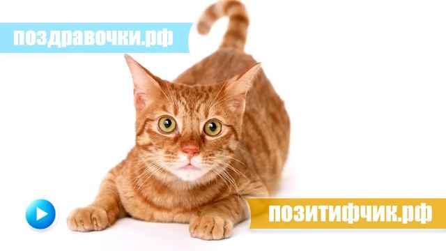 Мяукание кошки :)) Включите громче и увидите реакцию смотреть онлайн