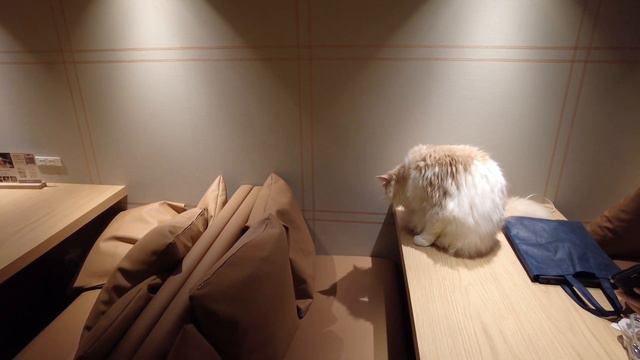 "Exploring Tokyo's Cat Cafe MOCHA😸: A Feline Paradise in Shinjuku | Japan Vlog" смотреть онлайн