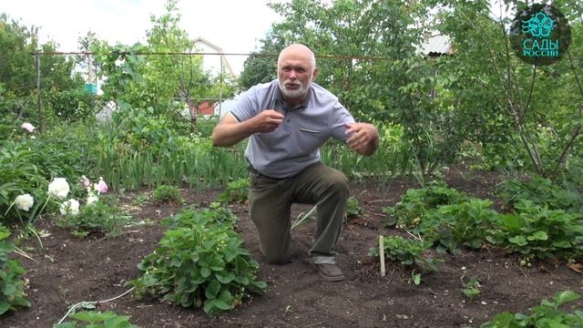 Как размножать садовую землянику? смотреть онлайн