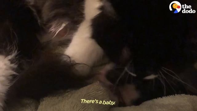 Stray Cat Gives Birth In Woman's Bathroom | The Dodo Foster Diaries