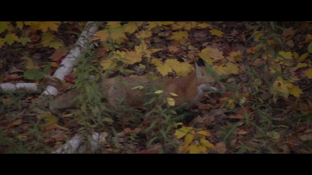 Nature_Twilight to dancing lights in Canada смотреть онлайн