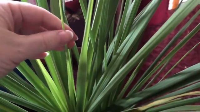 ?My beautiful Dracaena Marginata houseplant January.25,2021? смотреть онлайн