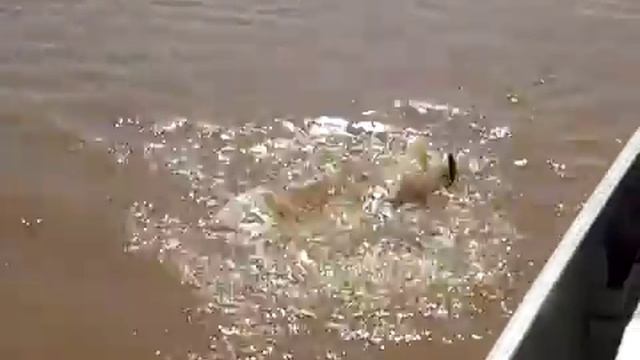 WHATSAPER RU ВИДЕО О РЫБАЛКЕ ДЛЯ ВАТСАПА