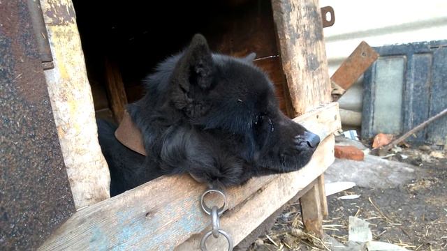 чау-чау храпит смотреть онлайн