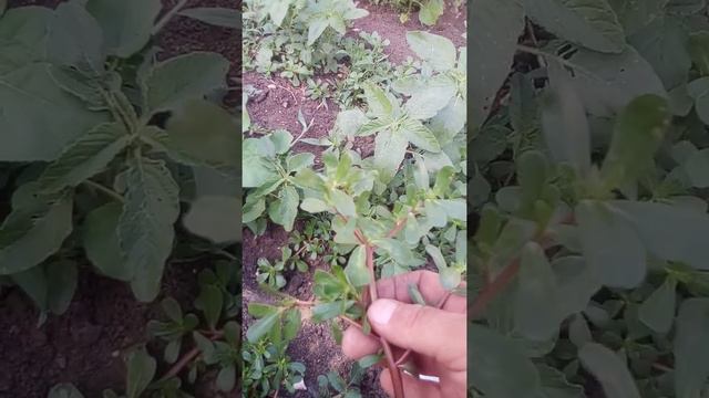 Ответный кубик