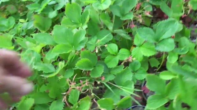 Как неправильно собирал ягоду 23.07.2015. 1 смотреть онлайн