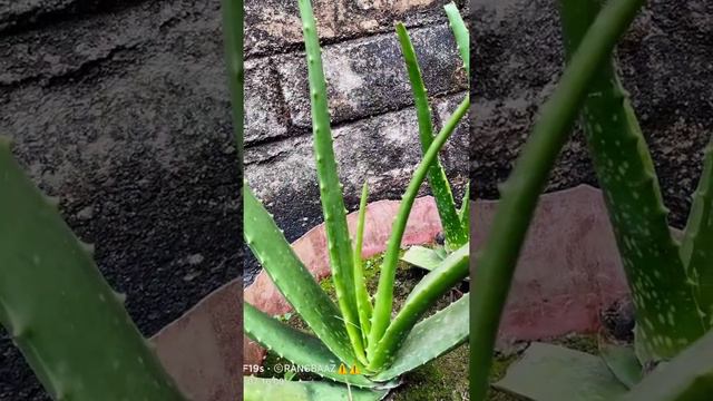 yelovera ka podha #short #flower pic 📸 смотреть онлайн