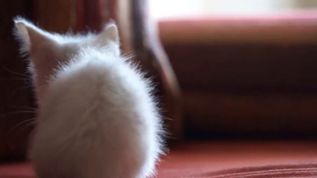котенок с улицы смотреть онлайн
