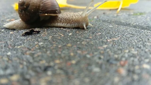 Улитка ползёт по асфальту осенью, snail смотреть онлайн