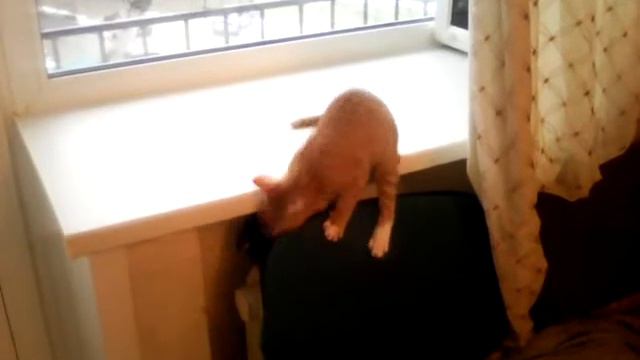 А кота то обманули!... смотреть онлайн