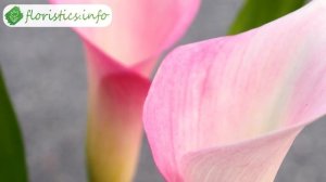 ? Посадка каллы и уход в открытом грунте, выращивание садовой каллы